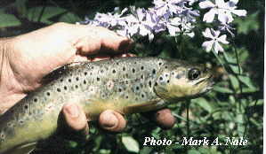 Uterine Fibroid tumors ( myomas ) in trout