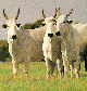 Uterine Fibroid Tumor ( Myoma ) cattle