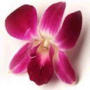 balance your hormones if you have a uterine fibroid tumor ( myoma )